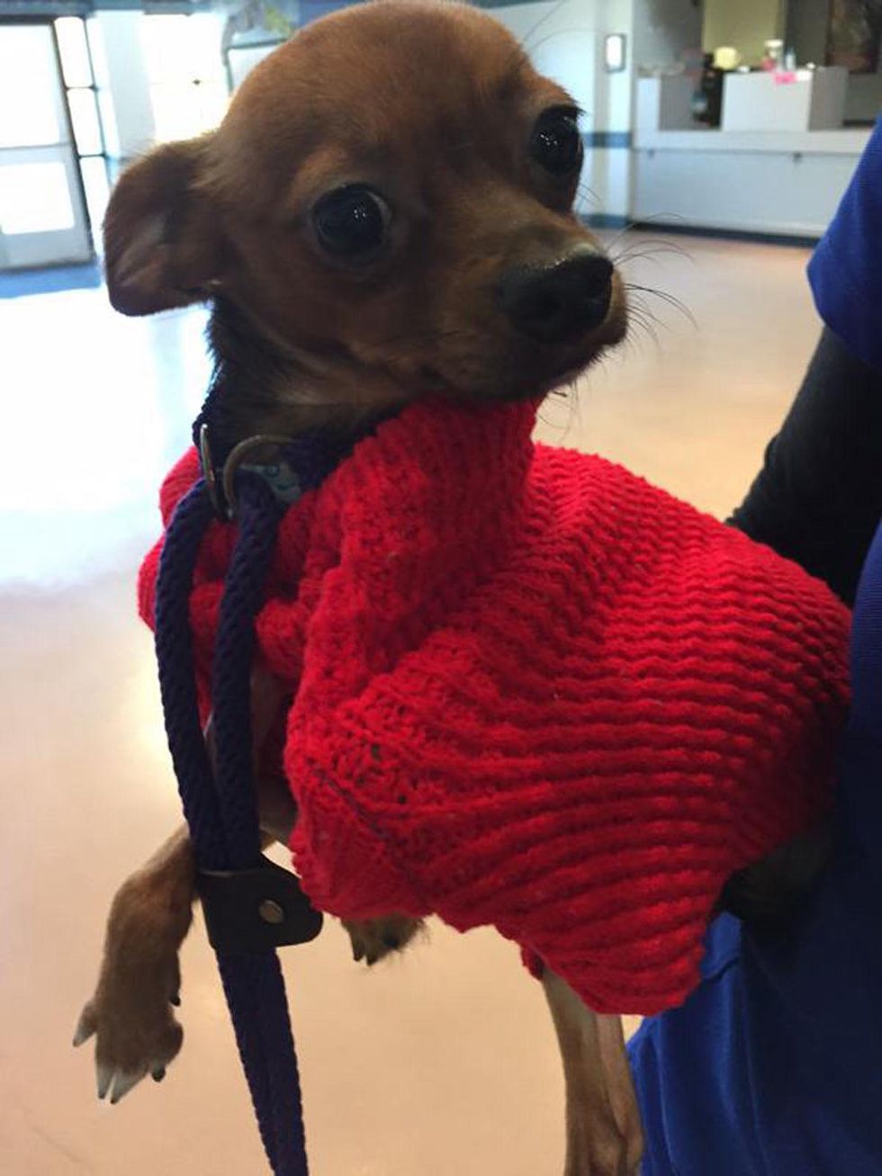 Houston weather freeze January 2015 A sweater doesn't mean Peanut is warm! Vets @ Houston SPCA say it's a myth & u need to make sure ur dog is indoors!