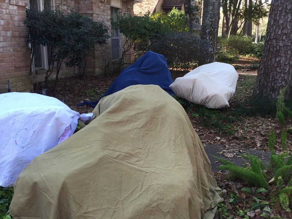 Houston weather Houston freeze January 2015 Sporting the latest in #houston chic. Sheets over the tropical plants to help them survive the freeze