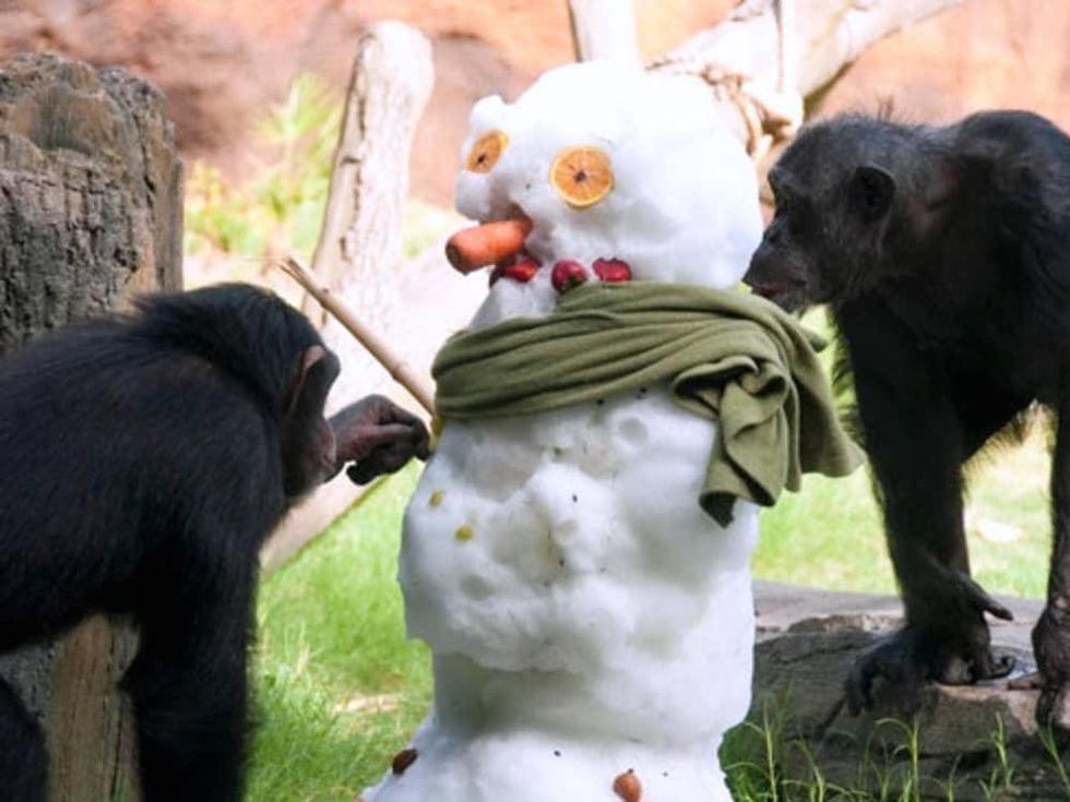 Houston, what to do this weekend, snow at at houston zoo, june 2017