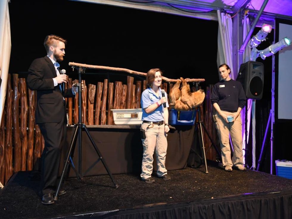 Houston Zoo Ambassadors Gala Curly the sloth
