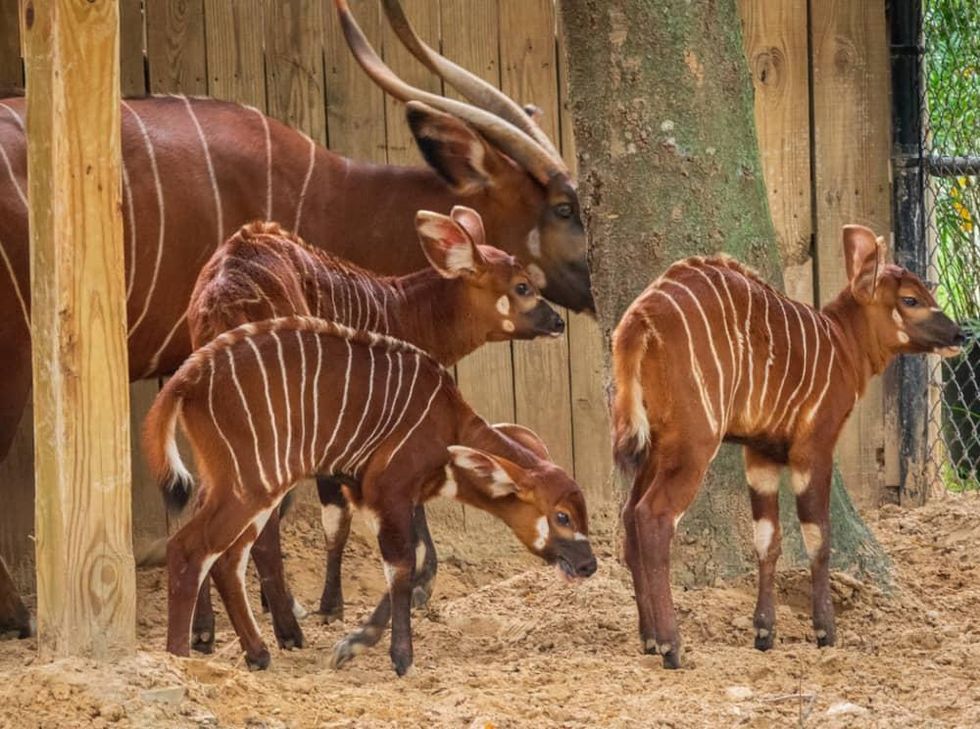 Houston Zoo baby bongo