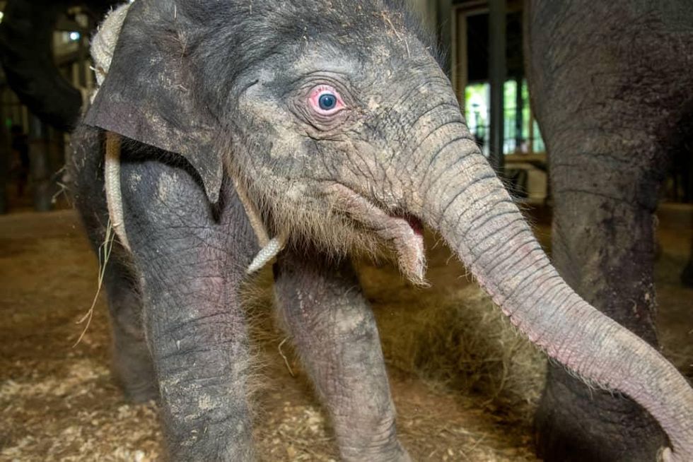Houston Zoo baby elephant Tilly Tess