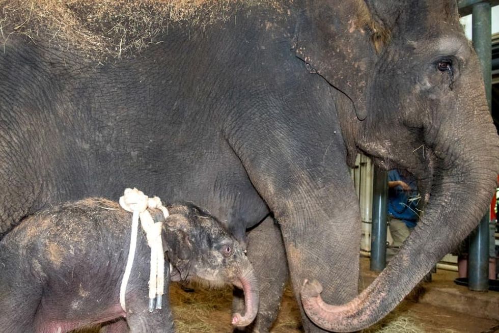 Houston Zoo baby elephant Tilly Tess