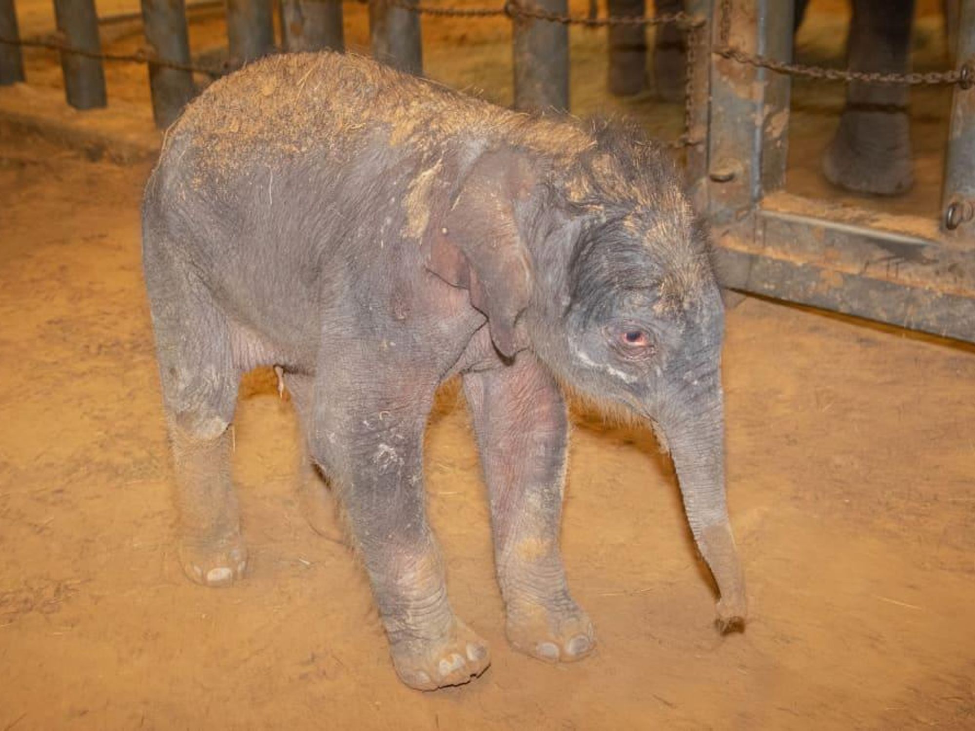 houston zoo baby elephant Tupelo 2021