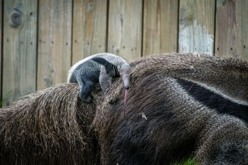 Houston Zoo baby giant anteater