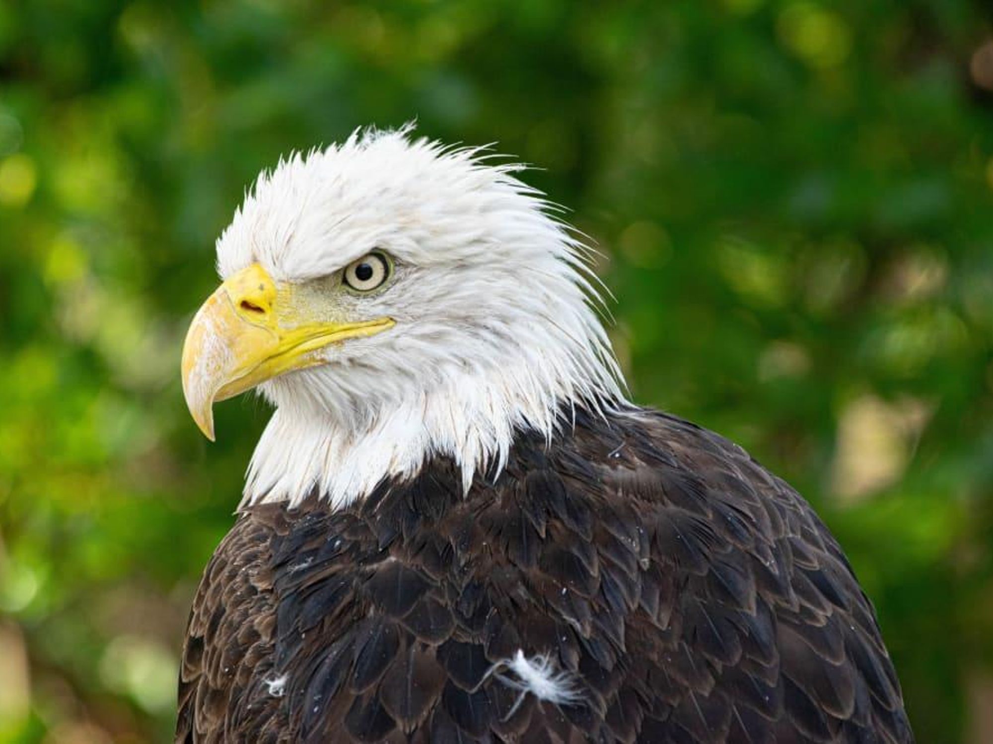 Houston Zoo bald eagle Mae
