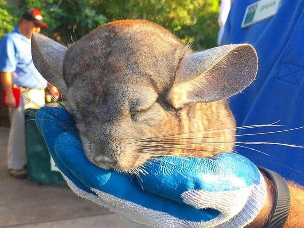 Houston, Zoo Ball Aquatic Affair, April 2017, Summer the chinchilla