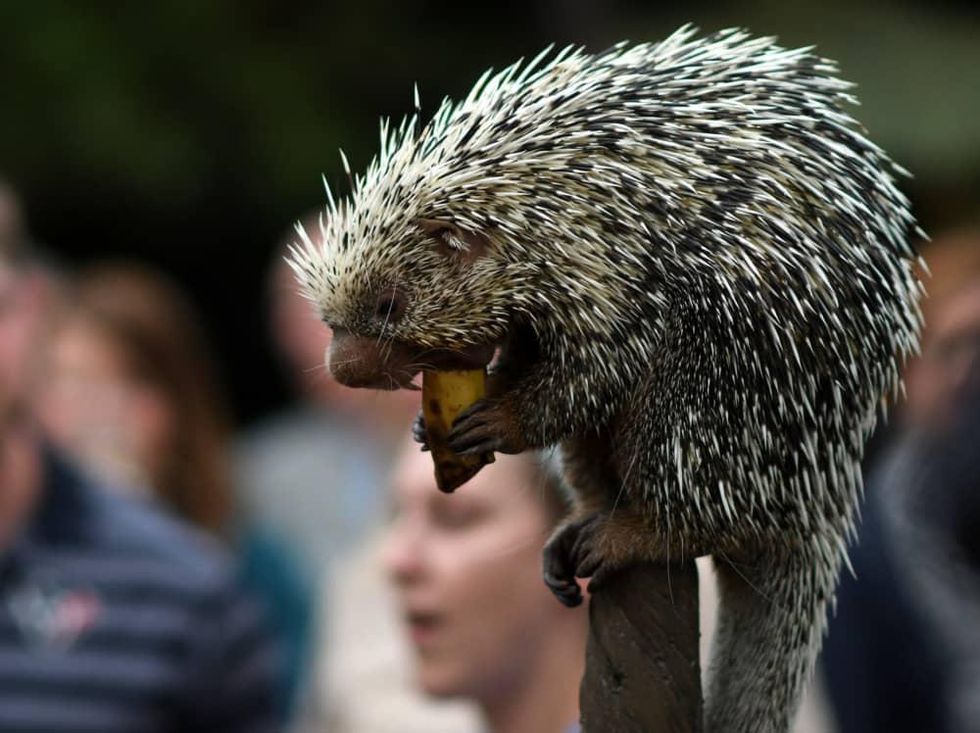 Houston, Zoo Ball, Oct. 2016, Norman the prehensile-tailed porcupine