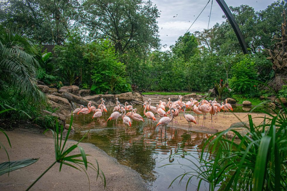 Houston Zoo opens new Birds of the World exhibit - CultureMap Houston