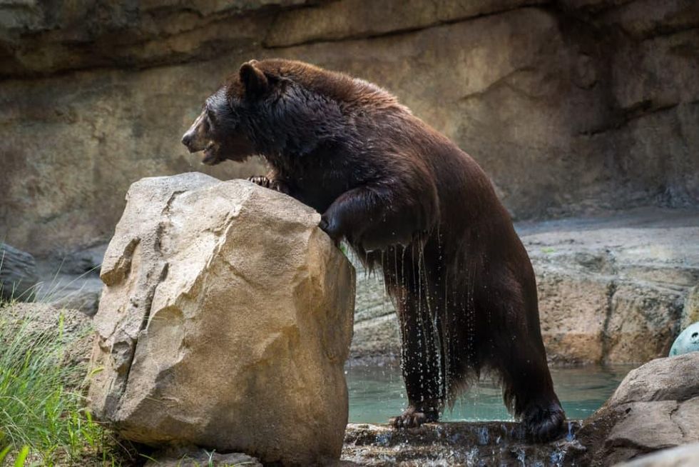 Houston Zoo black bear habitat bear with rock