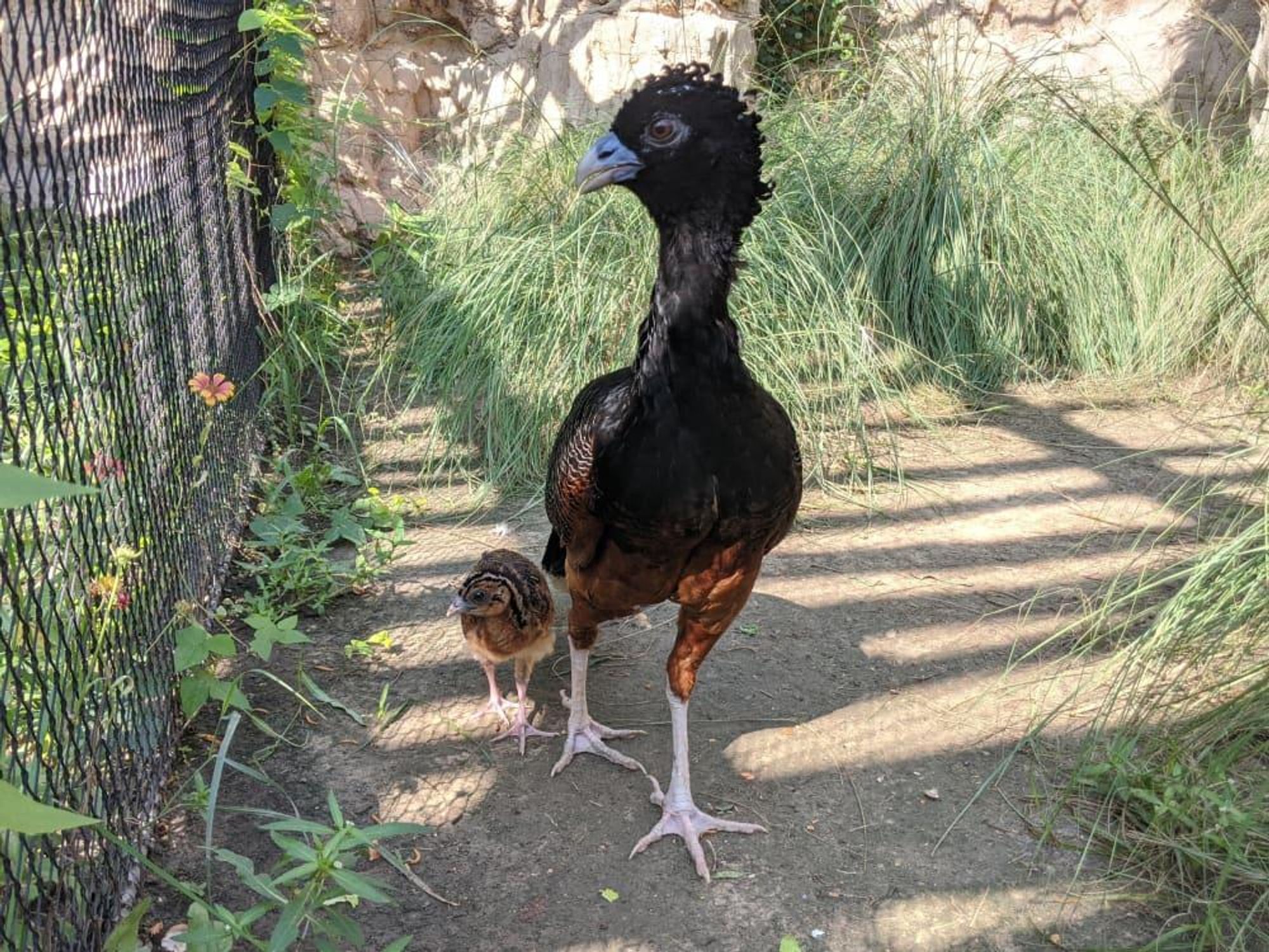 Houston Zoo blue-billed curassow chick hen