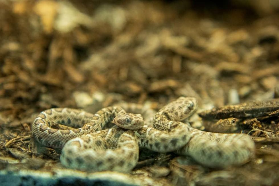 Houston Zoo catalina island rattlesnake