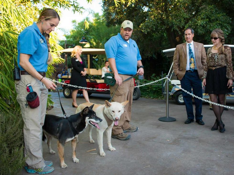 Houston Zoo Conservation Gala 2015 Dingos with Guests