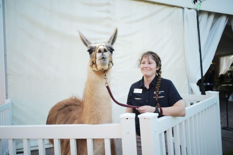 Houston Zoo Conservation Gala 2019 Fiesta Llama and Nikki