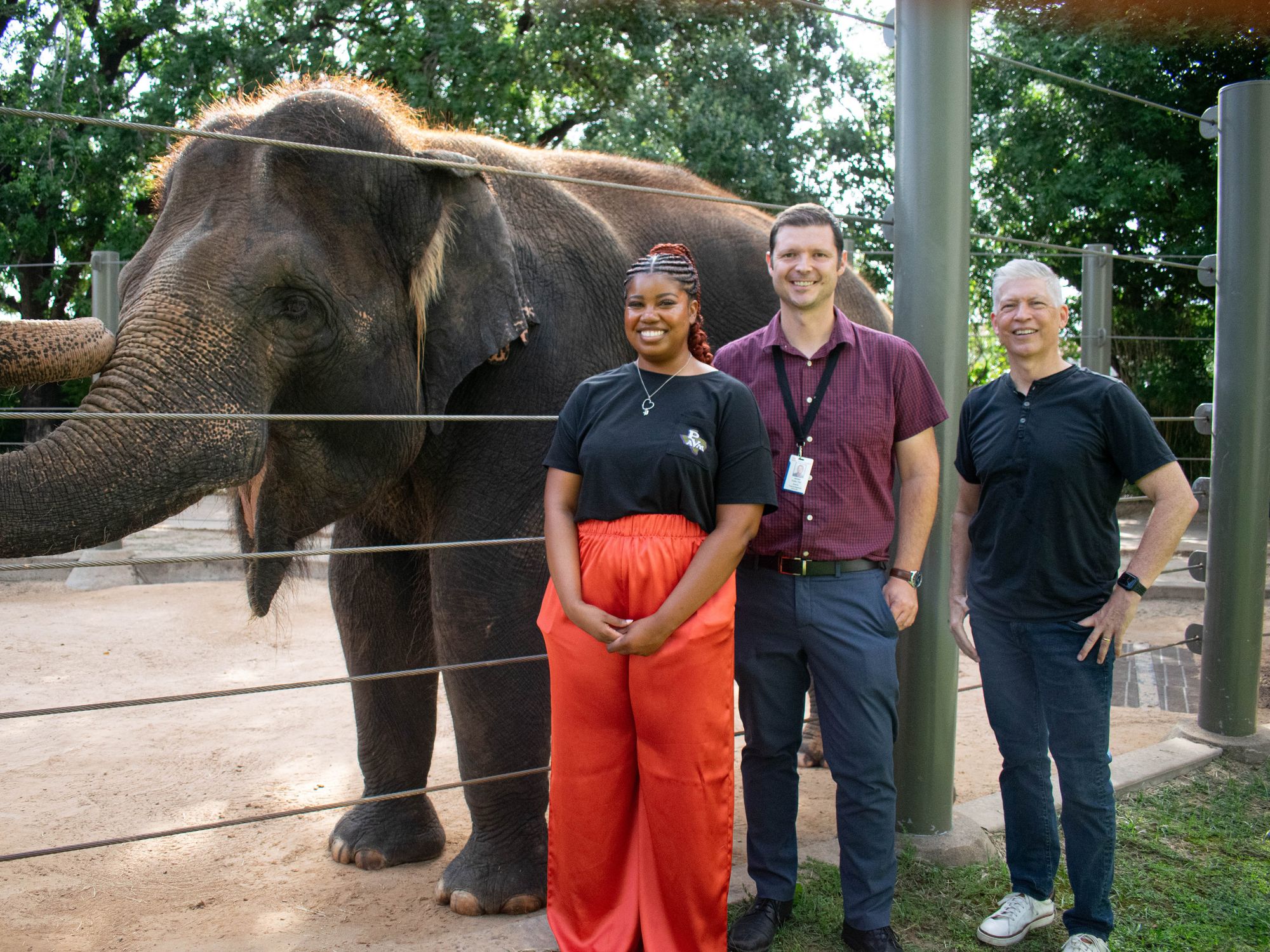 Houston Zoo elephant Tess and Baylor College of Medicine doctors