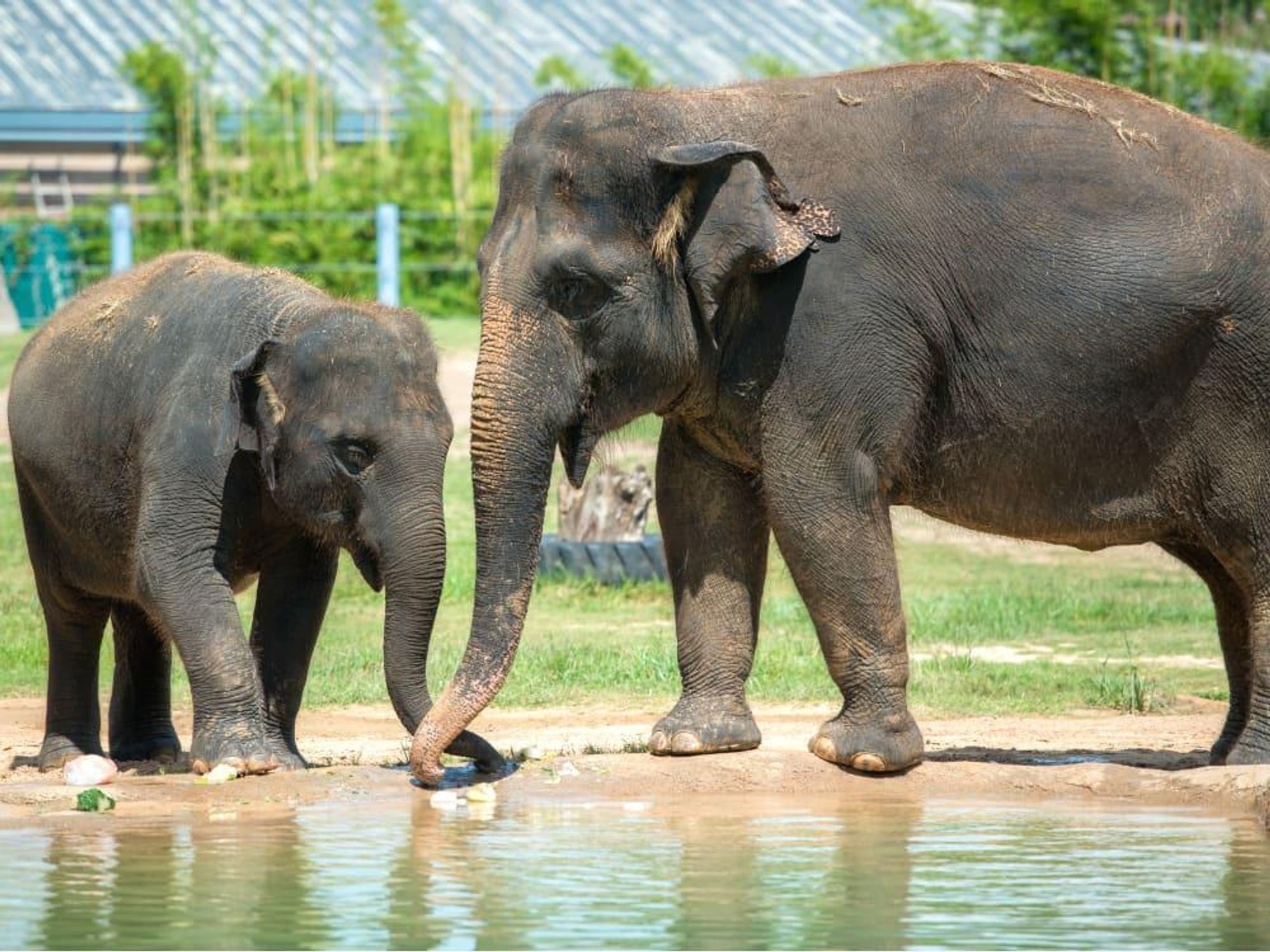 Houston Zoo elephants Tupelo Tess