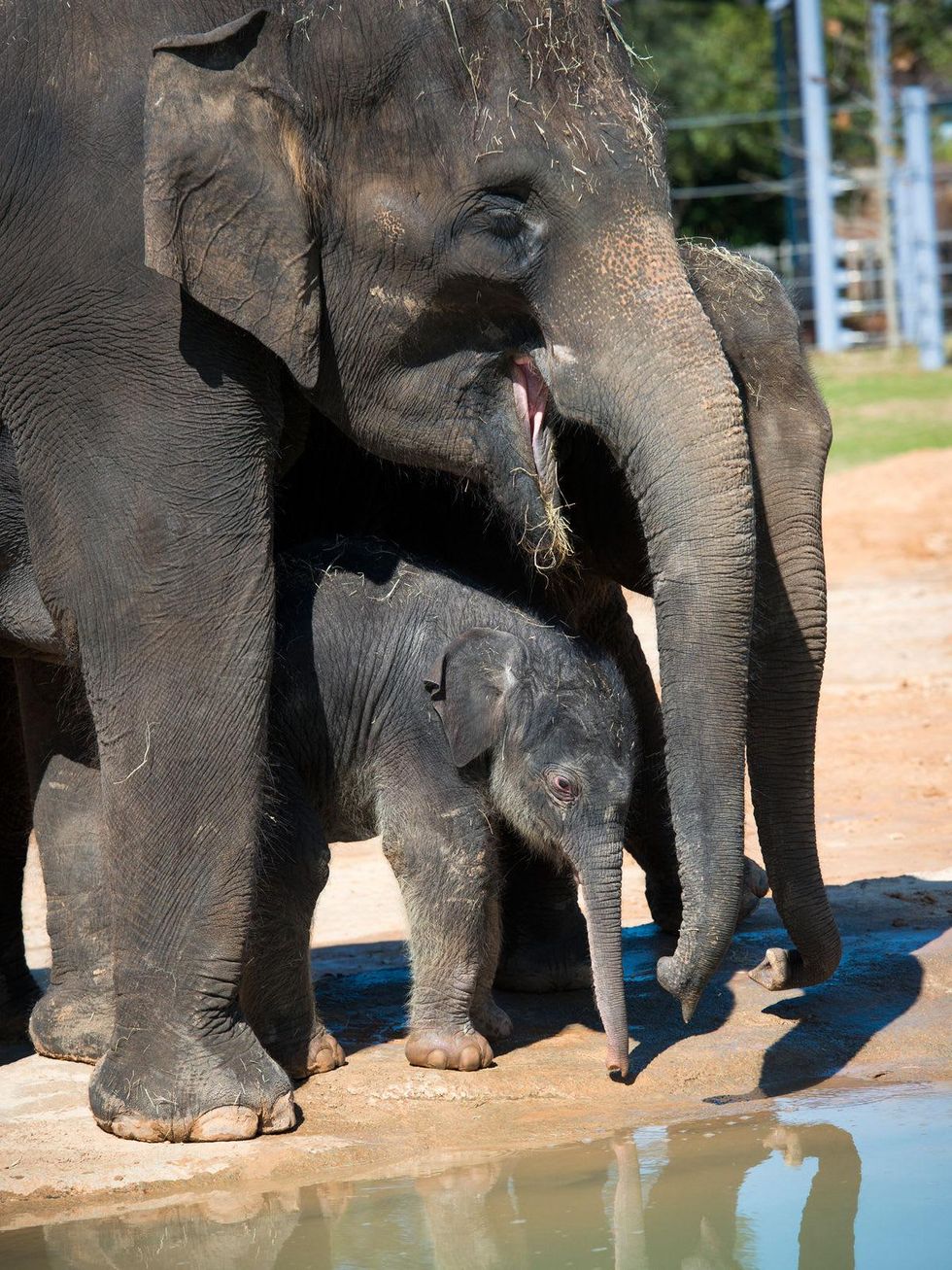 Houston Zoo exhibit paintings by elephants and orangutans April 2014 Baby_Elephant_Duncan