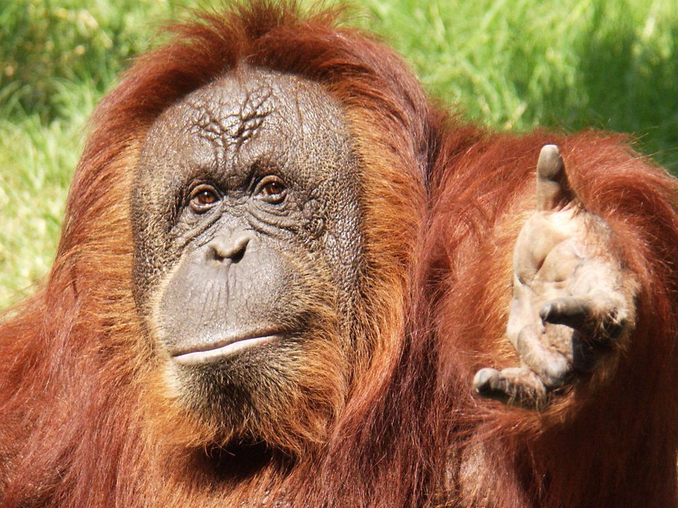 Houston Zoo exhibit paintings by elephants and orangutans April 2014 Cheyenne