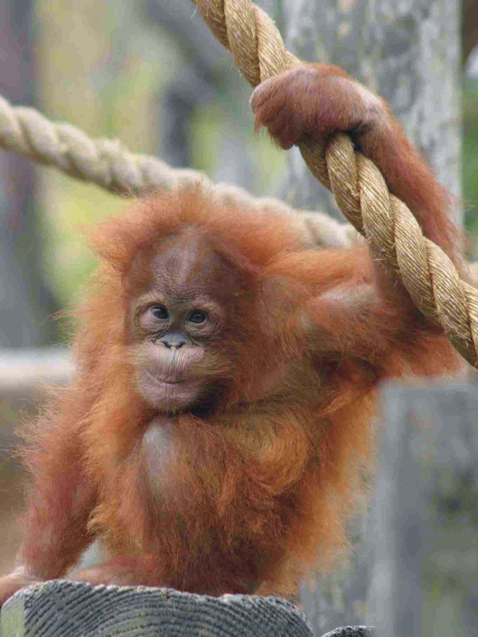 Houston Zoo exhibit paintings by elephants and orangutans April 2014 Indah-TBuhrmester crop