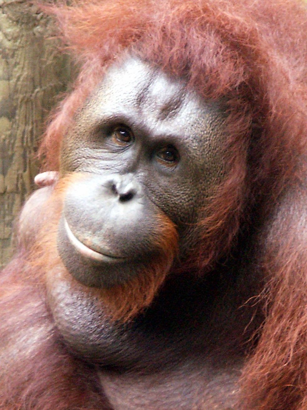 Houston Zoo exhibit paintings by elephants and orangutans April 2014 Kelly