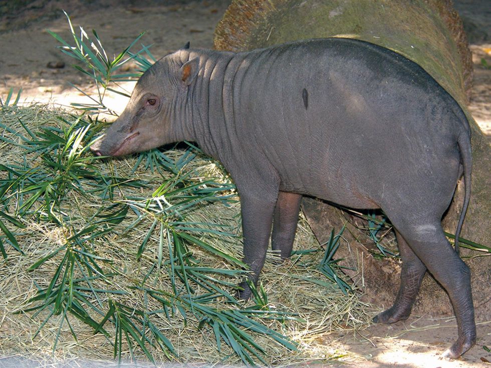 Houston Zoo exhibit paintings by elephants and orangutans April 2014 Remley Babirusa-0066