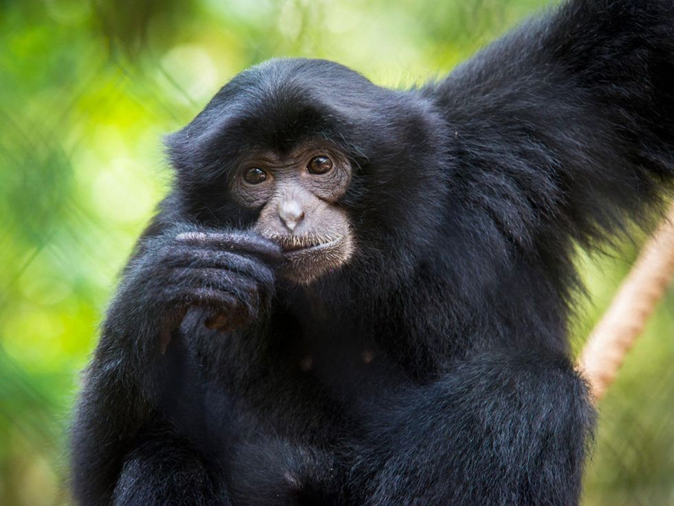 Houston Zoo exhibit paintings by elephants and orangutans April 2014 Siamang-0006-5636