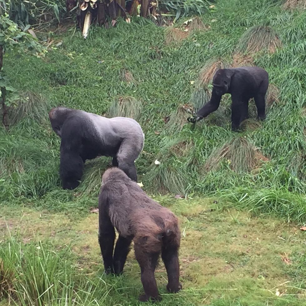 Houston Zoo, family of gorillas, May 2015