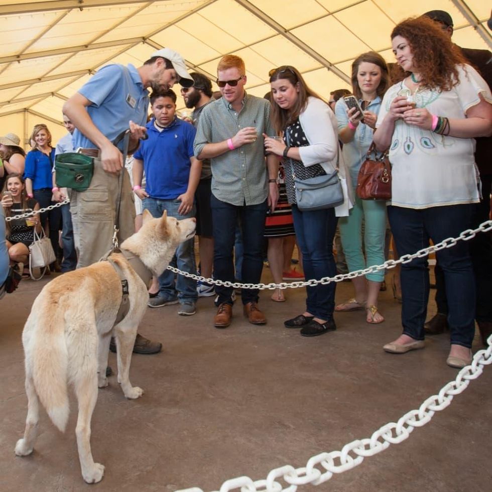 Houston Zoo Flock brunch, March 2016, Chris Bednarski with tree frog