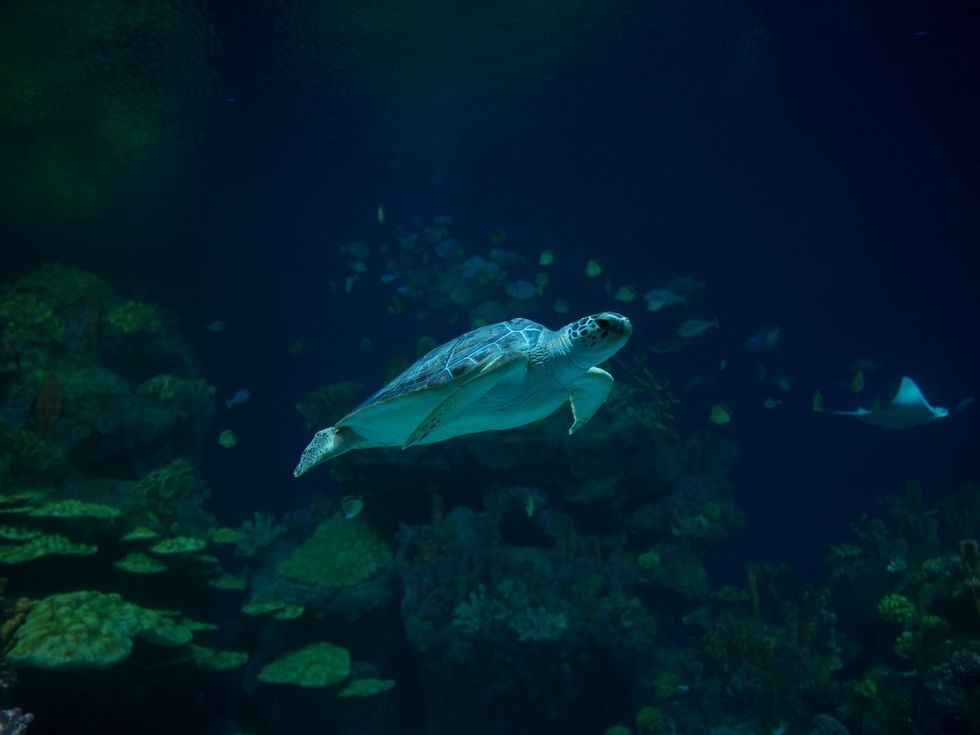 Houston Zoo Galapagos