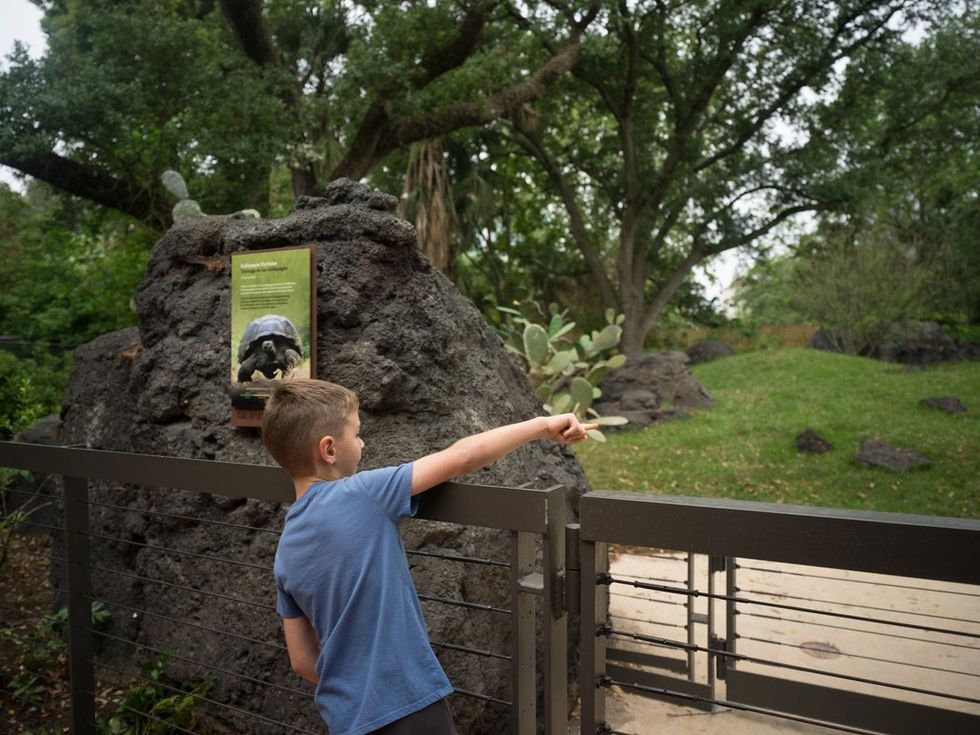 Houston Zoo Galapagos