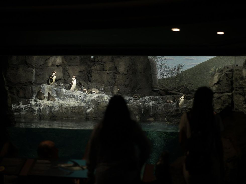 Houston Zoo Galapagos