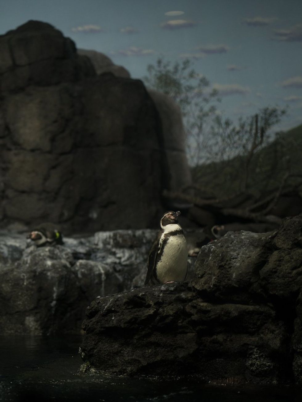 Houston Zoo Galapagos