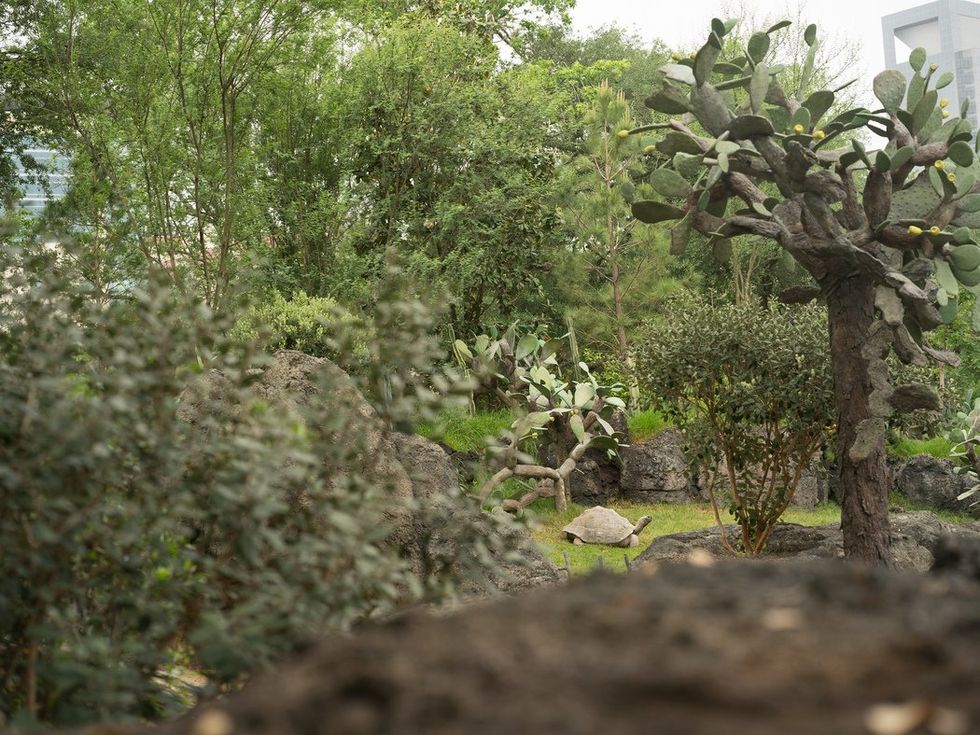 Houston Zoo Galapagos