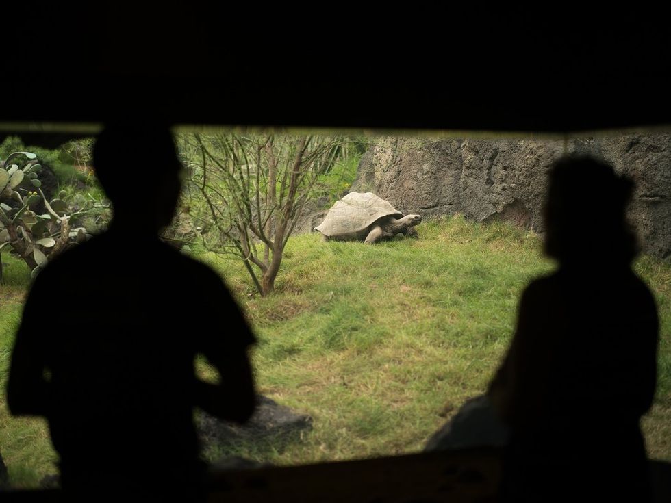 Houston Zoo Galapagos