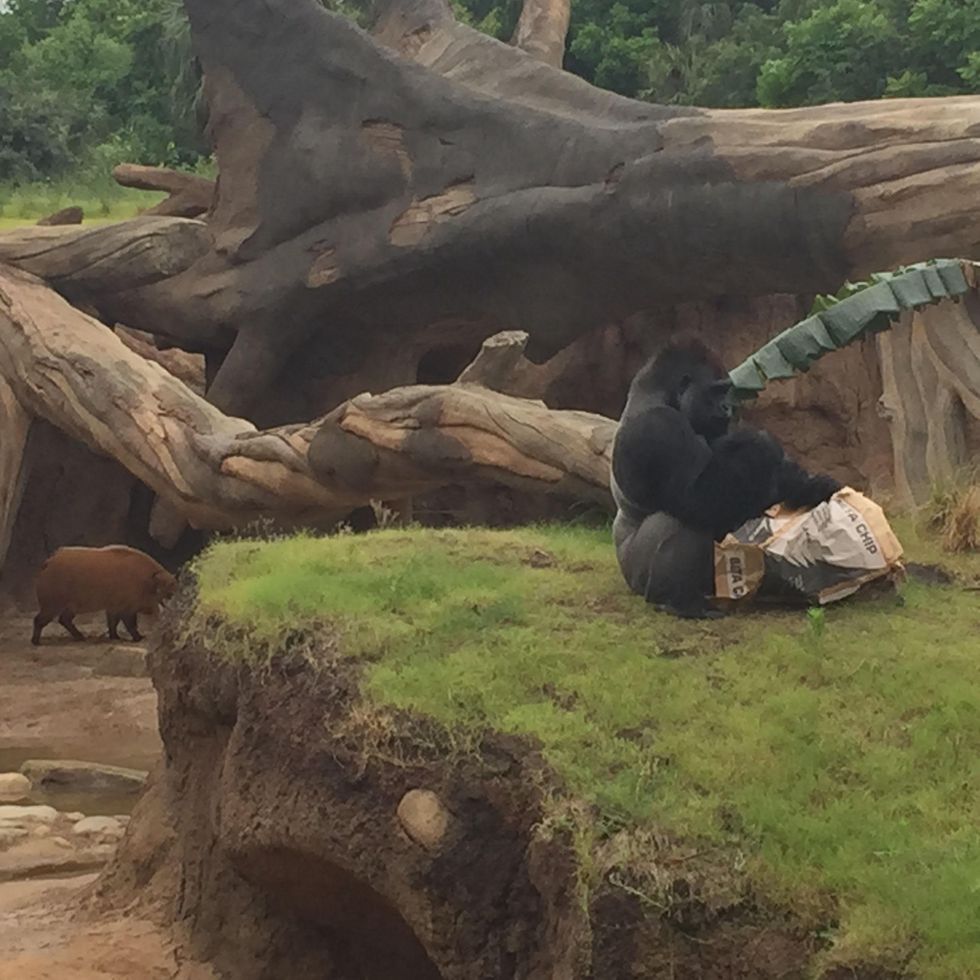 Houston Zoo, gorilla exhibit, May 2015