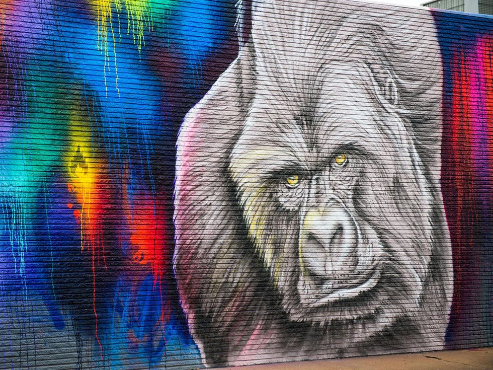 Houston Zoo gorilla mural artist February 2015 Mr. D. 2119 Washington Ave. 2