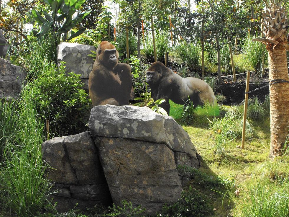 Houston Zoo Gorillas of the African Forest Phase 2 announcement May 2013