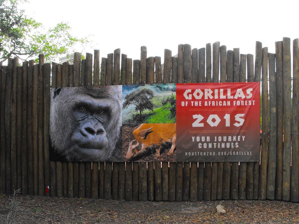 Houston Zoo Gorillas of the African Forest Phase 2 announcement May 2013