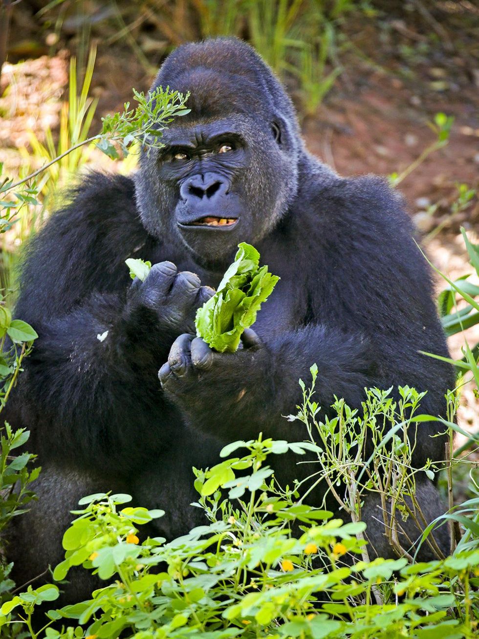 Houston Zoo gorillas profiles February 2015 Ajari