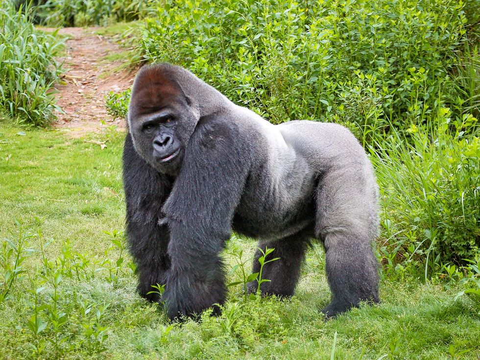 Houston Zoo gorillas profiles February 2015 Chaka