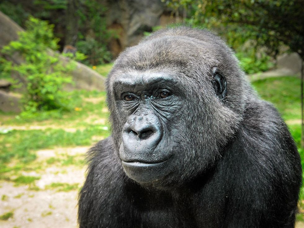 Houston Zoo gorillas profiles February 2015 Julie_Larsen_Maher_0377_Western_Lowland_Gorilla_Holli
