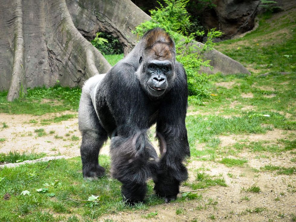 Houston Zoo gorillas profiles February 2015 Julie_Larsen_Maher_0419_Western_Lowland_Gorilla_Zuri