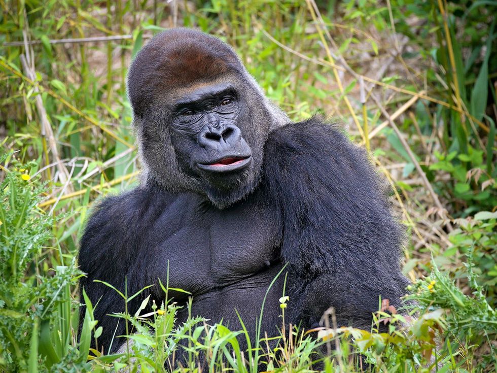 Houston Zoo gorillas profiles February 2015 Mike