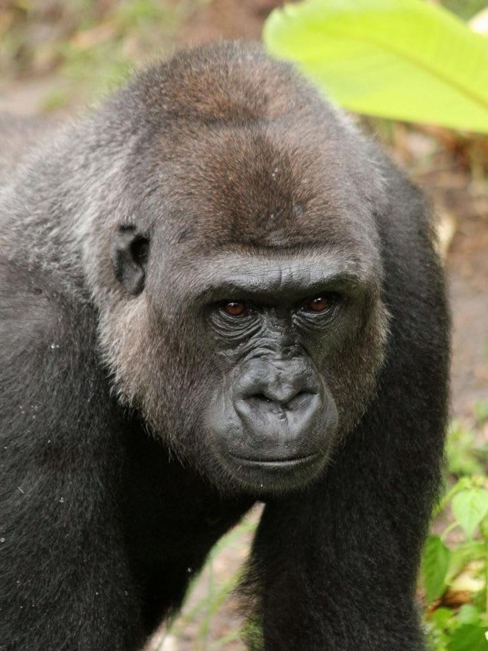Houston Zoo gorillas YP Gorilla close up