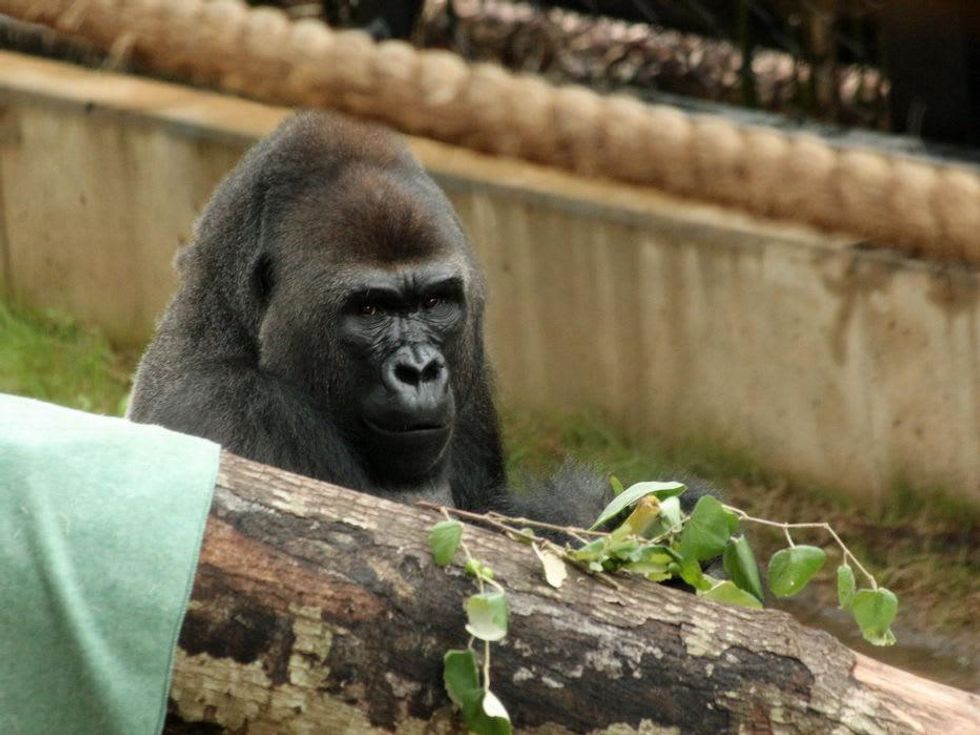 Houston Zoo gorillas YP Gorilla over shoulder