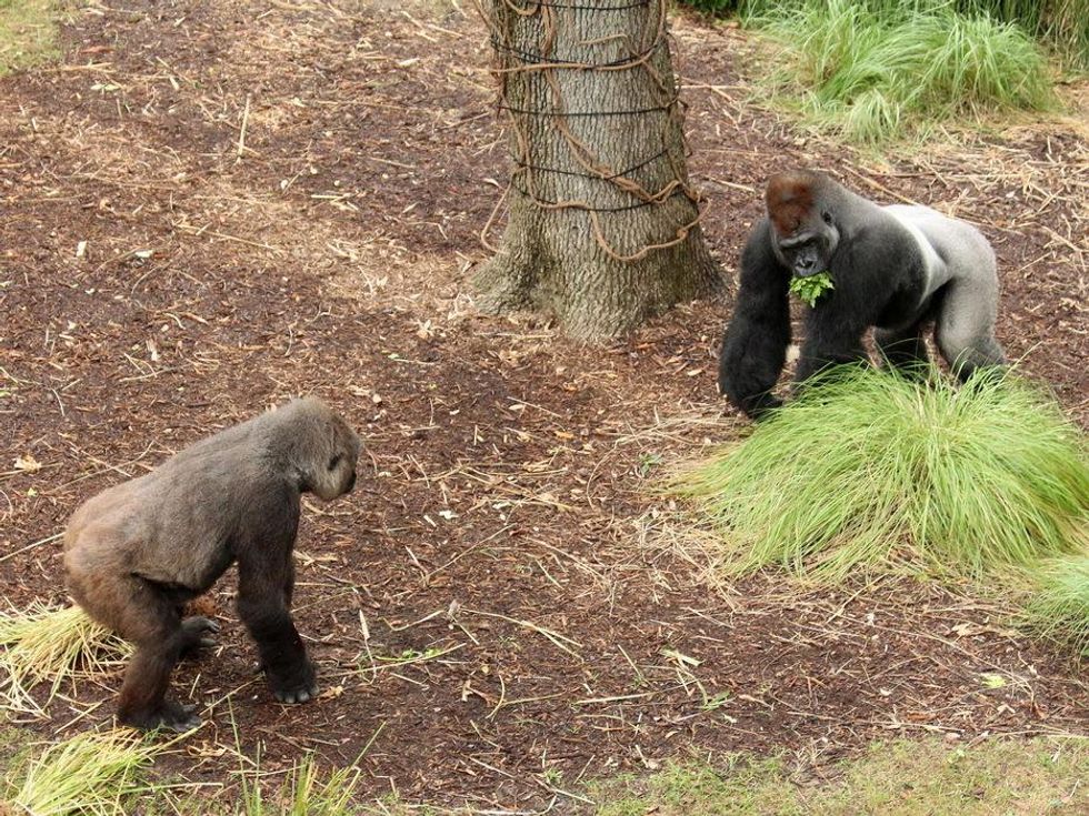 Houston Zoo gorillas YP Gorillas Binti and Zuri