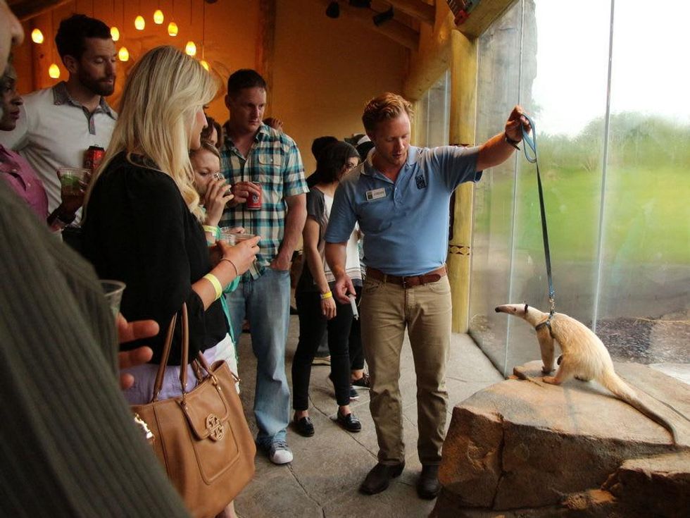 Houston Zoo gorillas YP Jordan Gray with Tamandua