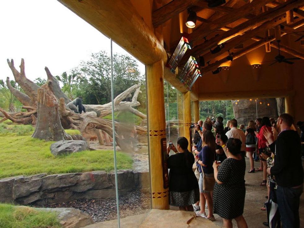 Houston Zoo gorillas YP Overview of Arrival Building