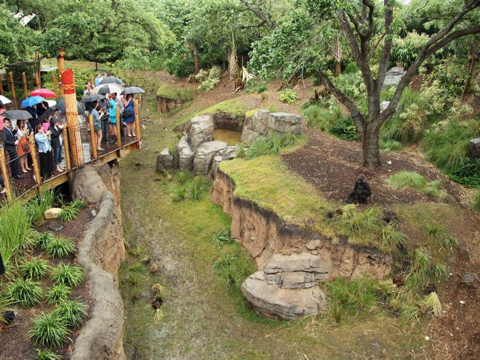 Houston Zoo gorillas YP Overview of outdoor space