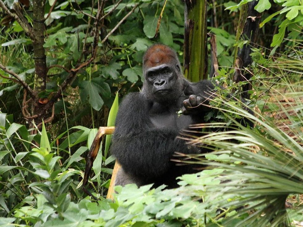 Houston Zoo gorillas YP Zuri the gorilla